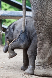African bush elephant, Wuppertal Zoo, Pina-Nessie