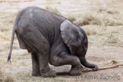 African bush elephant, Wuppertal Zoo, Pina-Nessie