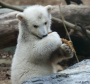 Polar bear, Wuppertal Zoo (Anori)