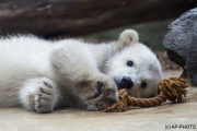 Polar bear, Wuppertal Zoo (Anori)
