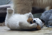 Polar bear, Wuppertal Zoo (Anori)