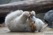 Polar bear, Wuppertal Zoo (Anori)