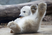 Polar bear, Wuppertal Zoo (Anori)