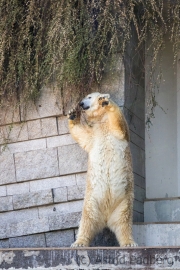 Polar bear, Wuppertal Zoo