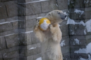 Polar bear, Wuppertal Zoo