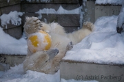 Polar bear, Wuppertal Zoo