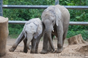 African bush elephant, Wuppertal Zoo
