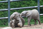 African bush elephant, Wuppertal Zoo