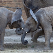 Elefanten, Uli + ScAfrican bush elephant, Wuppertal Zoohawu