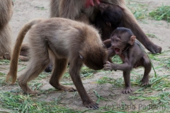 Dschelada; Theopithecus gelada
