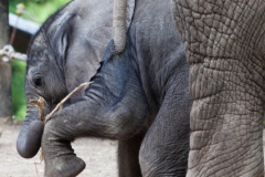 African bush elephant, Wuppertal Zoo, Pina-Nessie