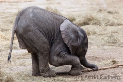 African bush elephant, Wuppertal Zoo, Pina-Nessie