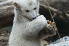 Polar bear, Wuppertal Zoo (Anori)