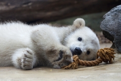 Polar bear, Wuppertal Zoo (Anori)