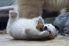 Polar bear, Wuppertal Zoo (Anori)