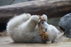 Polar bear, Wuppertal Zoo (Anori)