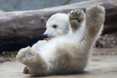 Polar bear, Wuppertal Zoo (Anori)