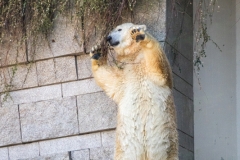 Polar bear, Wuppertal Zoo