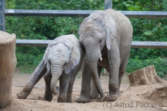 African bush elephant, Wuppertal Zoo