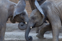 Elefanten, Uli + ScAfrican bush elephant, Wuppertal Zoohawu