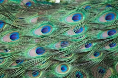 Pfau