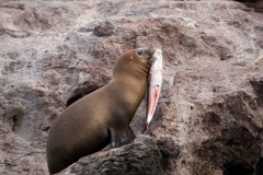 Seelöwe mit Fisch