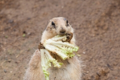 Schwarzschwanz-Präriehund