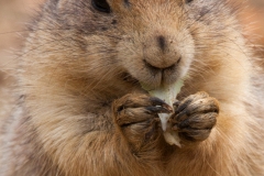 Schwarzschwanz-Präriehund