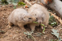 Black-tailed prairie dog, Osnabrück Zoo
