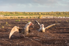 Sea Lion Island