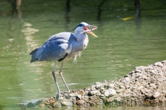 Graureiher; grey heron; Ardea cinerea