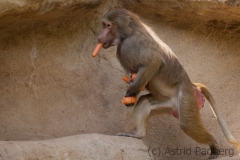 Mantelpavian; Papio hamadryas; Hamadryas baboon