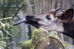 Okapi