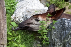 Okapi (Lumela)