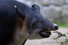 Tapir