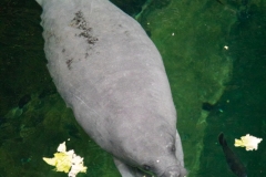 zoo_breslau_seekuh_2255_web