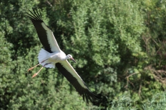 Weißstorch;Ciconia ciconia