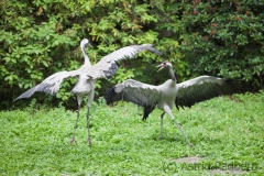 Grauer Kranich (grus grus)