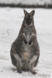 Bennettskänguru;Macropus rufogriseus, Wuppertal Zoo