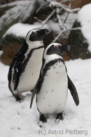 Jackass penguin, Wuppertal Zoo