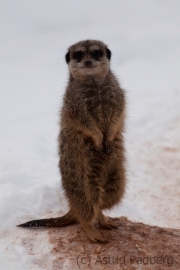 Meerkat, Leipzig Zoo