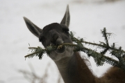 Guanaco, Wuppertal Zoo