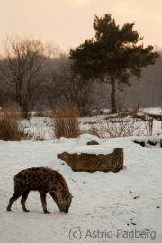 Spotted hyena, Leipzig Zoo