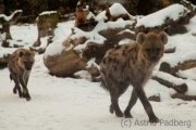 Spotted hyena, Leipzig Zoo