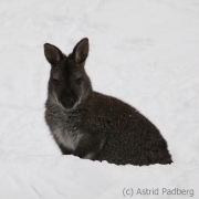 Bennettskänguru;Macropus rufogriseus, Wuppertal Zoo