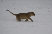 African lion, Wuppertal Zoo