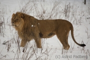 African lion, Wuppertal Zoo