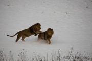 African lion, Wuppertal Zoo