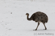 Greater rhea, Wuppertal zoo