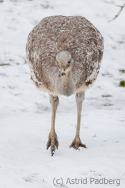 Greater rhea, Wuppertal zoo